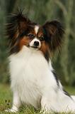 EPAGNEUL PAPILLON 023